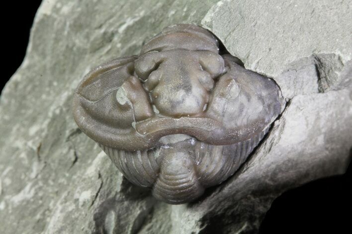 Wide, Enrolled Flexicalymene Trilobite In Shale - Ohio #67665